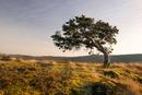 06-2123 Juniper Tree (Juniperus communis) on the Pennine Way Footpath near Bracken Rigg, Upper Teesdale, County Durham.